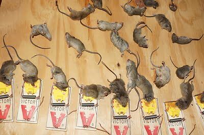 rodent trapping